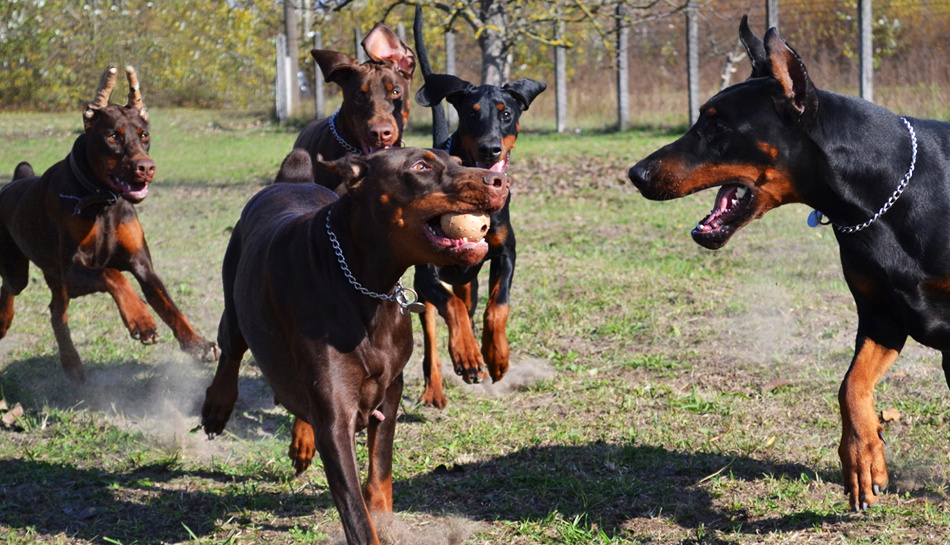 Villa Amulett (Alias Di Amulett) Dobermann Kennel